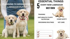 Two Labrador puppies sitting on grass with a person in the background, alongside infographic showing 5 essential things every new Labrador owner must know including training, nutrition, grooming, safety, and vet care.