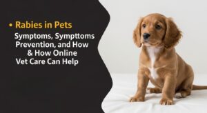 A cute puppy with blog title "Rabies in Pets – Symptoms and Prevention"